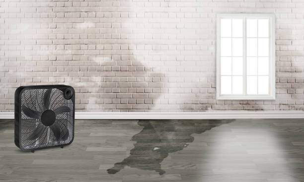 Best Flood damage cleanup  in Temple, PA